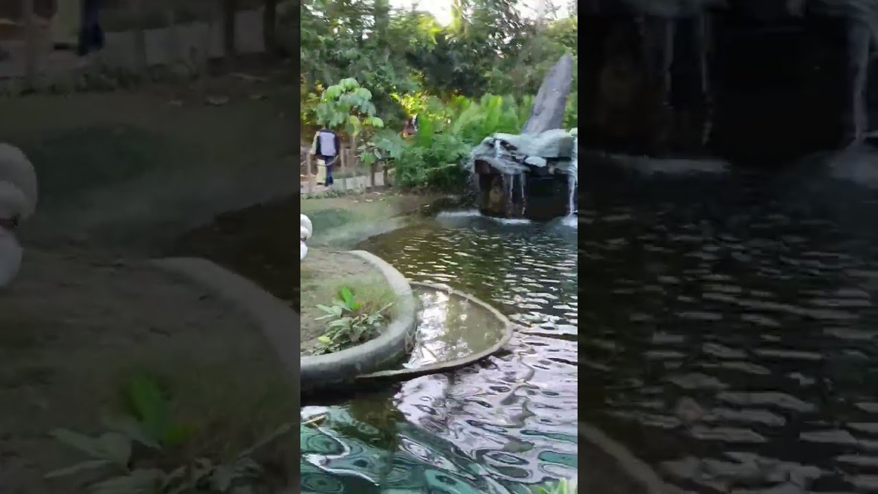 #trending Chandigarh bird park sukhna lake #viral