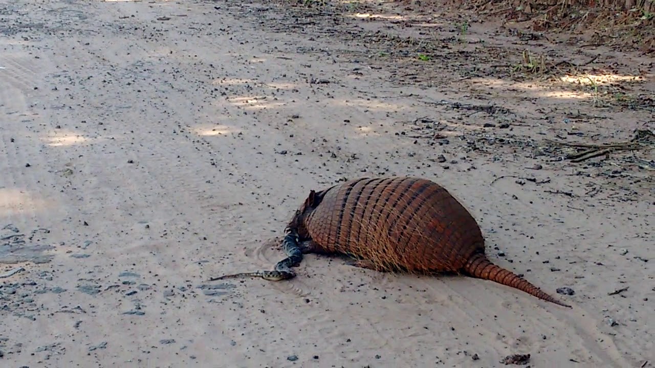 tatú peba comendo jararaca