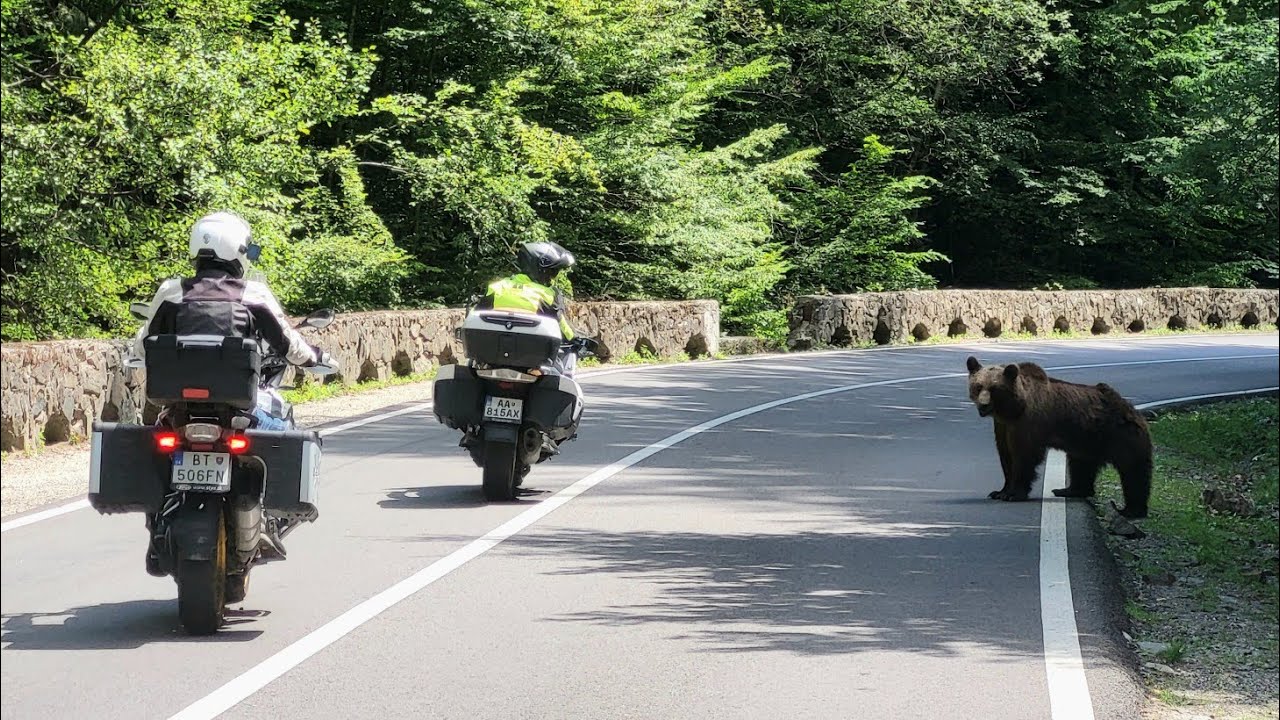 Motovýlet Rumunsko 2025, Časť 8. Transfagarasan, Medvede