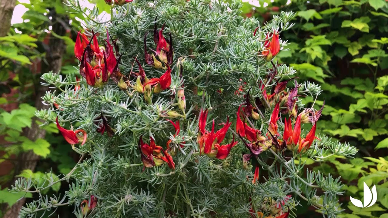 Plante retombante aux fleurs insolites : lotier bec de perroquet-lotus berthelotii -Truffaut