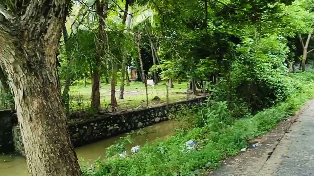 SOLD 👍NAVALKADU : COCONUT TREE FARM -FOR SALES, TOTAL : 35 CENT, CALL : 8825486622 NGL JUST 7  🏝️