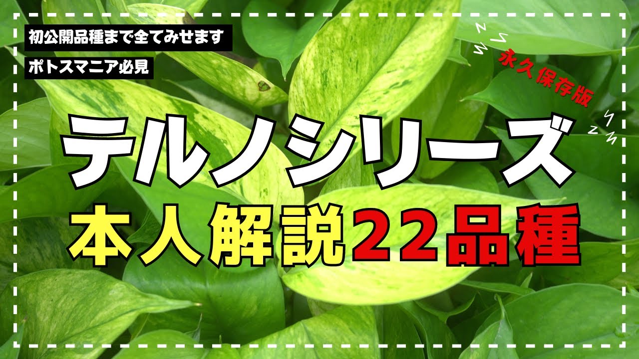 ポトス【terunoworld】テルノシリーズ徹底解説
