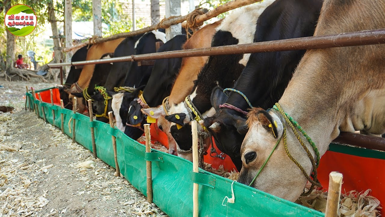 Free range cattle farming|Modern dairy farm|Calf rearing #vivasayaarvalargal #cows #salem #dairyfarm