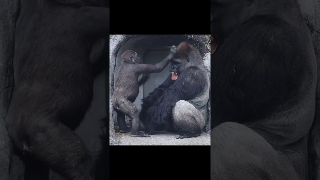 Jabali拍拍爸爸D'jeeco的頭 #gorilla  #gorillatag #taipeizoo #金剛猩猩 #台北市立動物園 #zoo #funny #cute