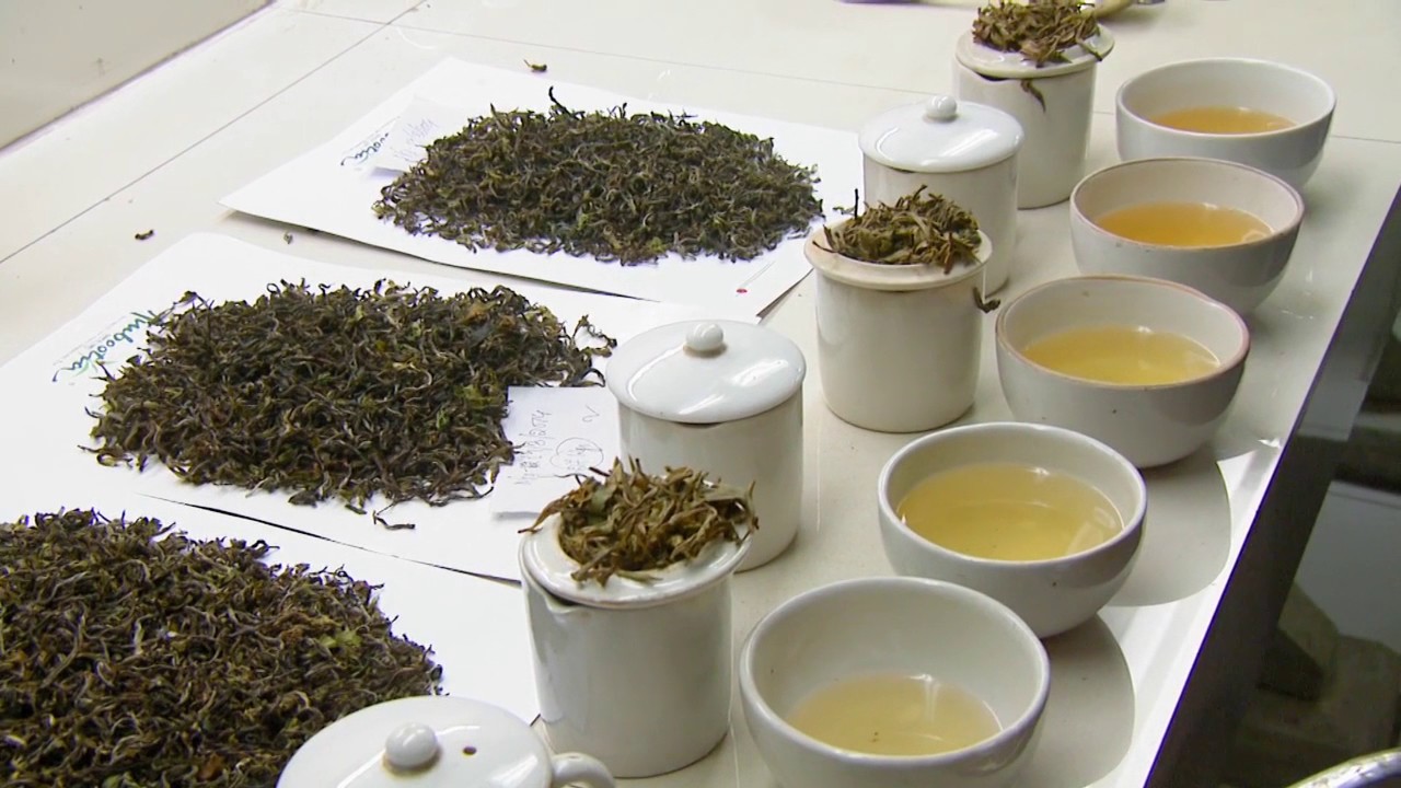 Darjeeling Organic Tea Estates Private Limited