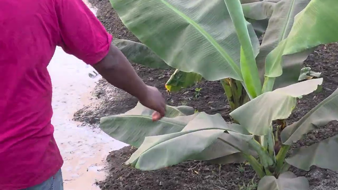 water soluble banana  Tadvi Amjad Khan.mo.9823503159.Ardhapur