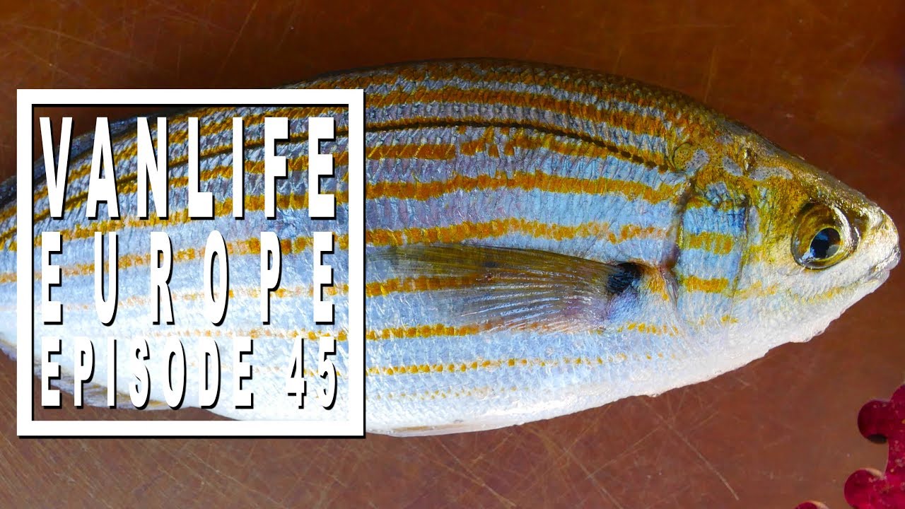 Vanlife Vlog: Tasting an LSD fish and getting busted by the police (twice)!