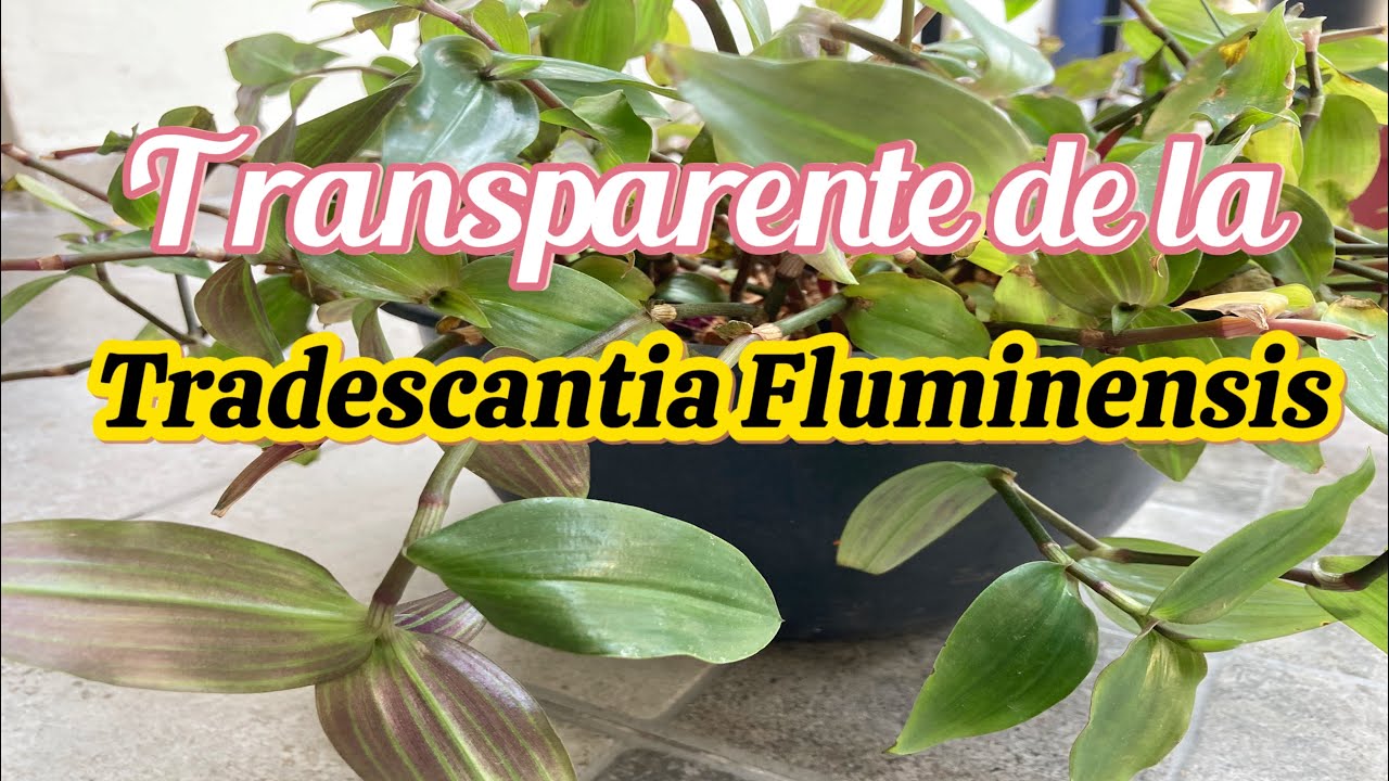 TRADESCANTIA FLUMINENSIS// transplante y cuidados