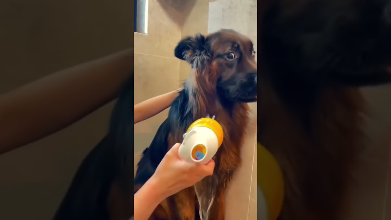 Dogs that love baths 