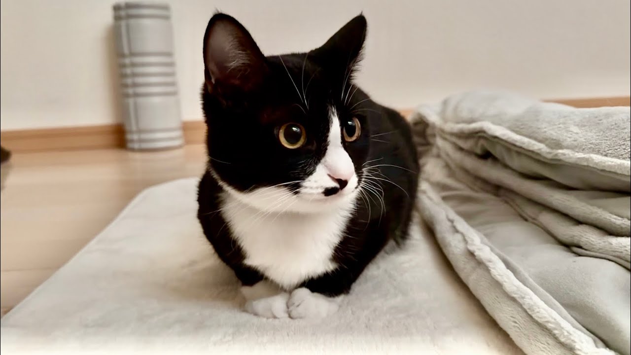 【美猫】捨て猫が美猫に。豊満わがまま黒光りボディのクロ、美容系インスタグラマー目指す