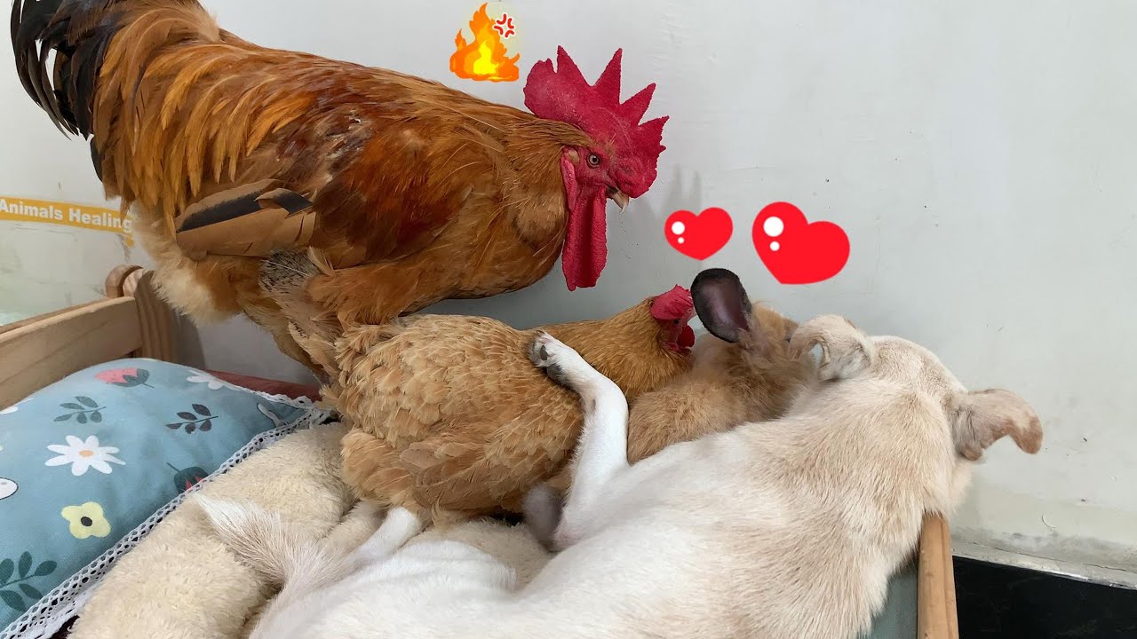 So funny! The rooster suspected his wife of cheating, but was eventually tamed by the puppy