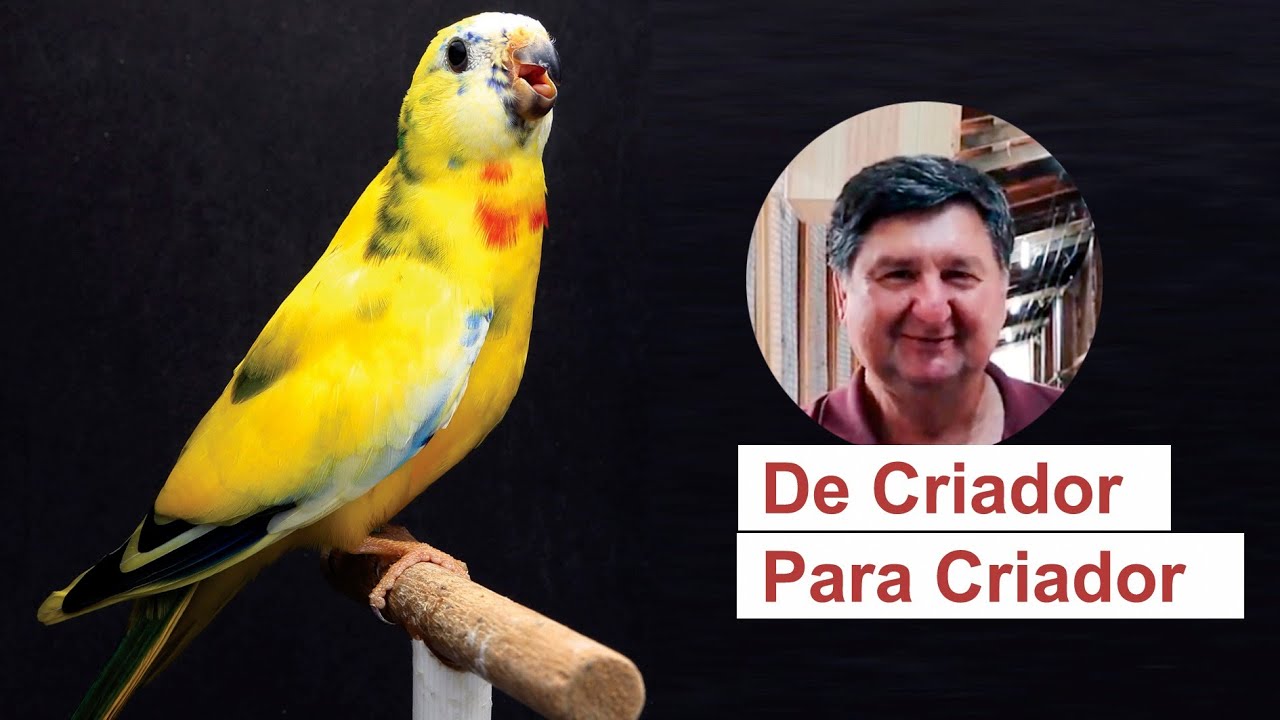 De Criador Para Criador - Criadouro Belei Aves - Barnard, Red Wing, Regente, Principe de Gales, etc