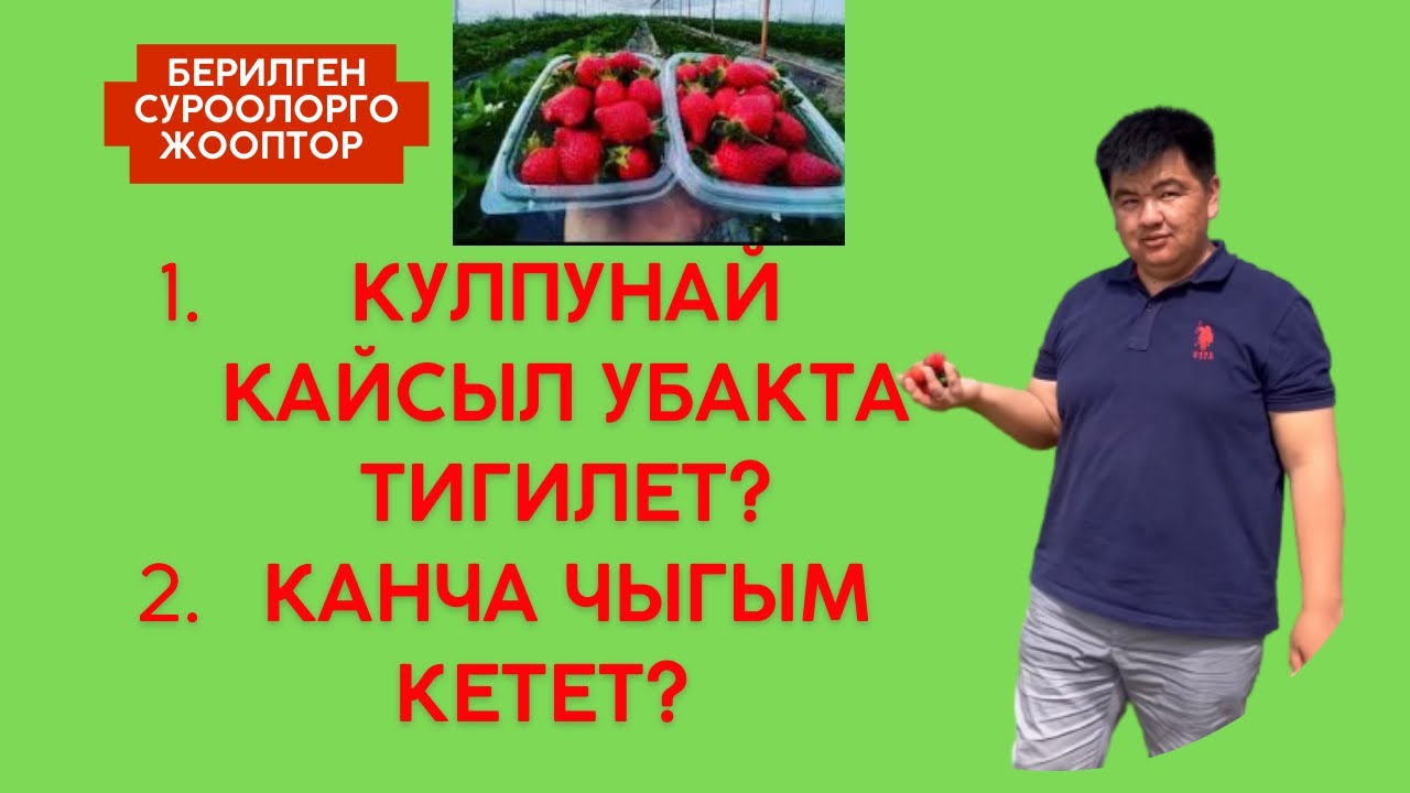 Кулпунай кайсыл убакта тигилет, канча чыгым кетет?