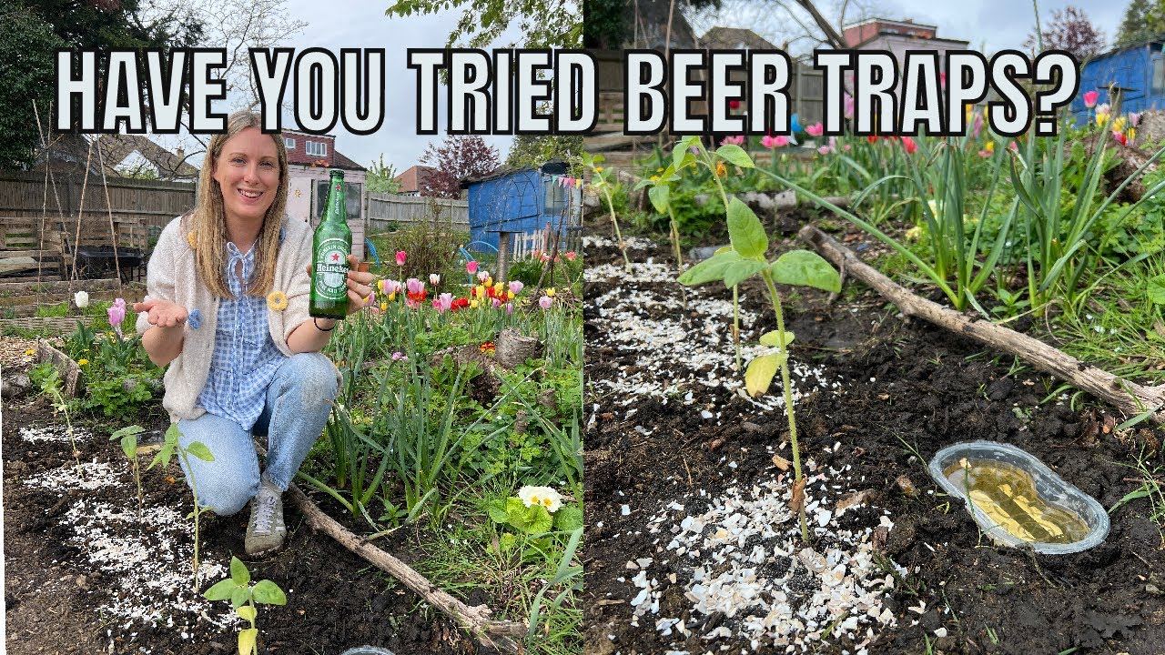 HAVE YOU TRIED BEER TRAPS? / ALLOTMENT GARDENING UK