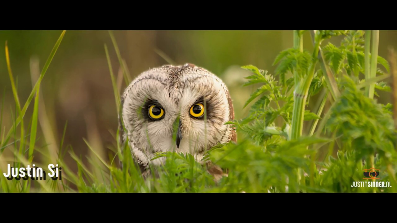 Nieuwe omslagvideo voor op Facebook. (HD) Texel