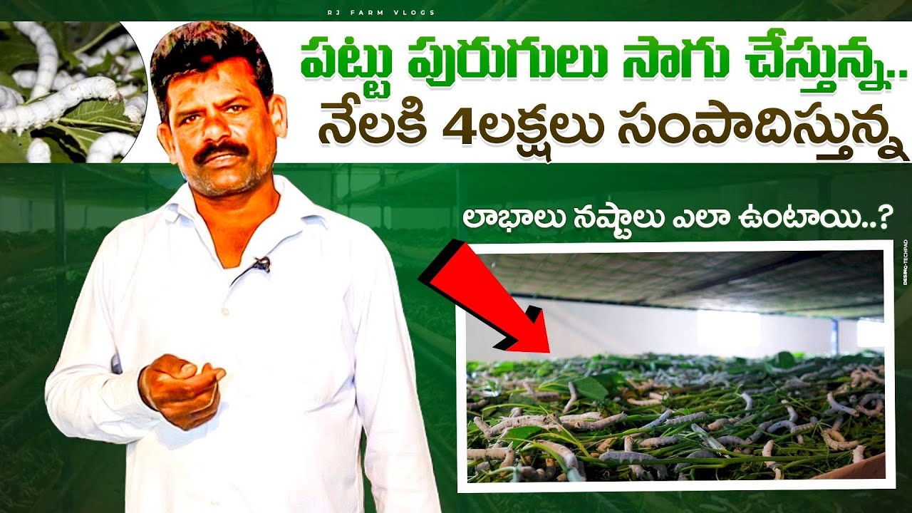 Sericulture Cultivation Telugu| పట్టు పురుగుల పెంపకం|Silkworm Farming| 