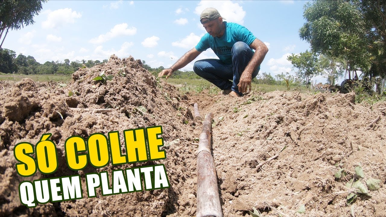 PLANTANDO A CANA POR INTEIRO? PODE ISSO?
