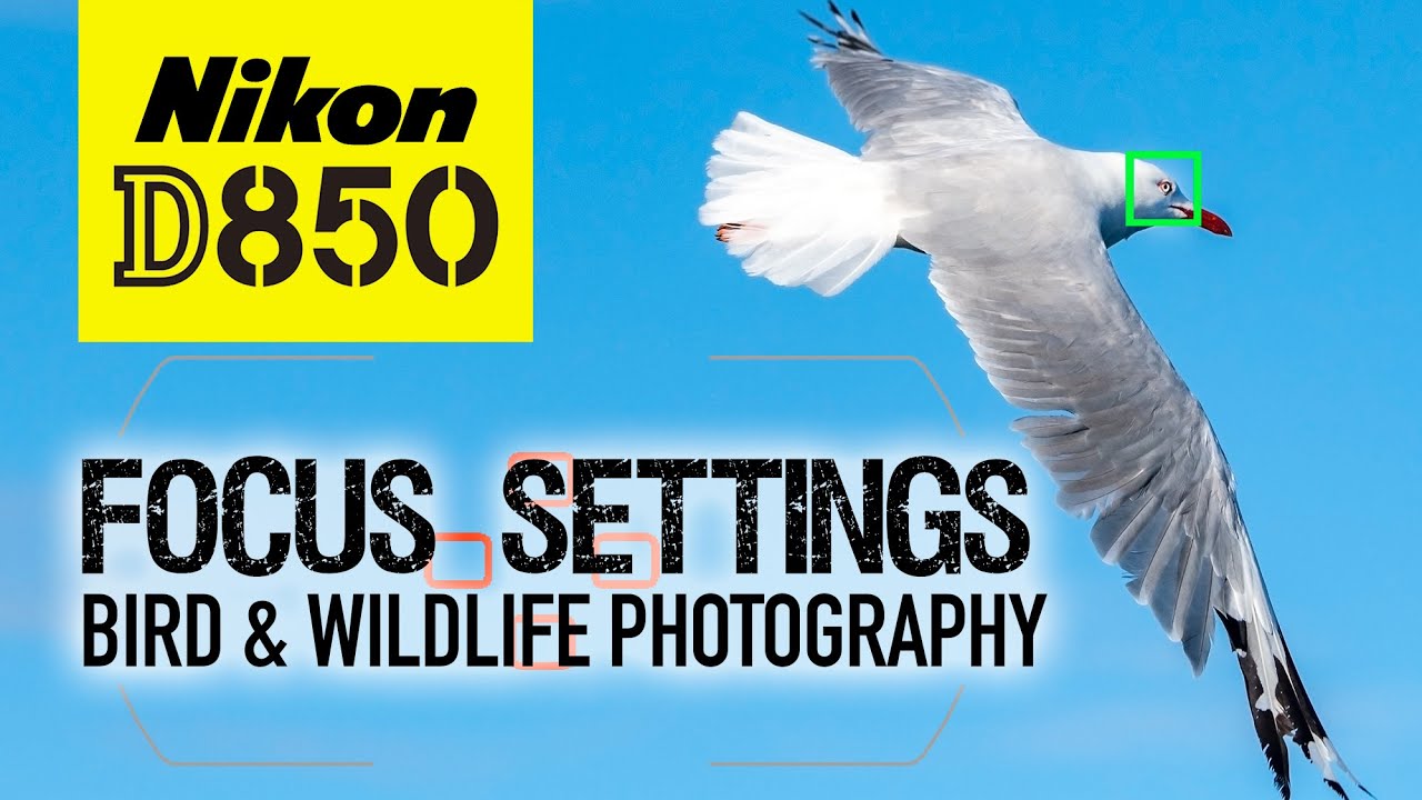 Nikon D850 | My Focus Settings | Bird & Wildlife Photography