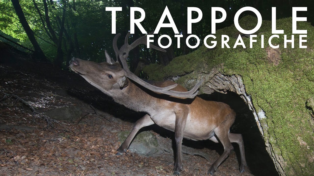 SCOPRIRE I SEGRETI DEGLI ANIMALI - Il foto-videotrappolaggio