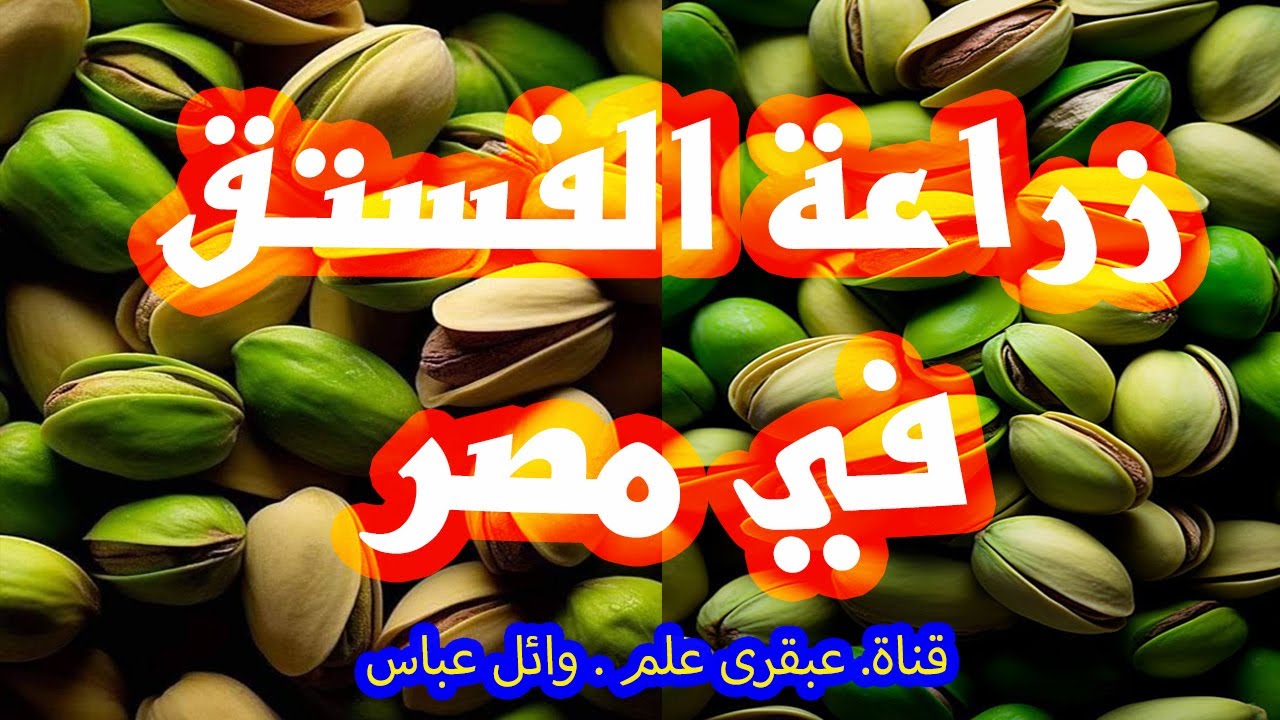 زراعة الفستق في مصر والدول العربية: تحقيق الاكتفاء الذاتي وتنويع الثروة الفاكهة . قناة عبقرى علم