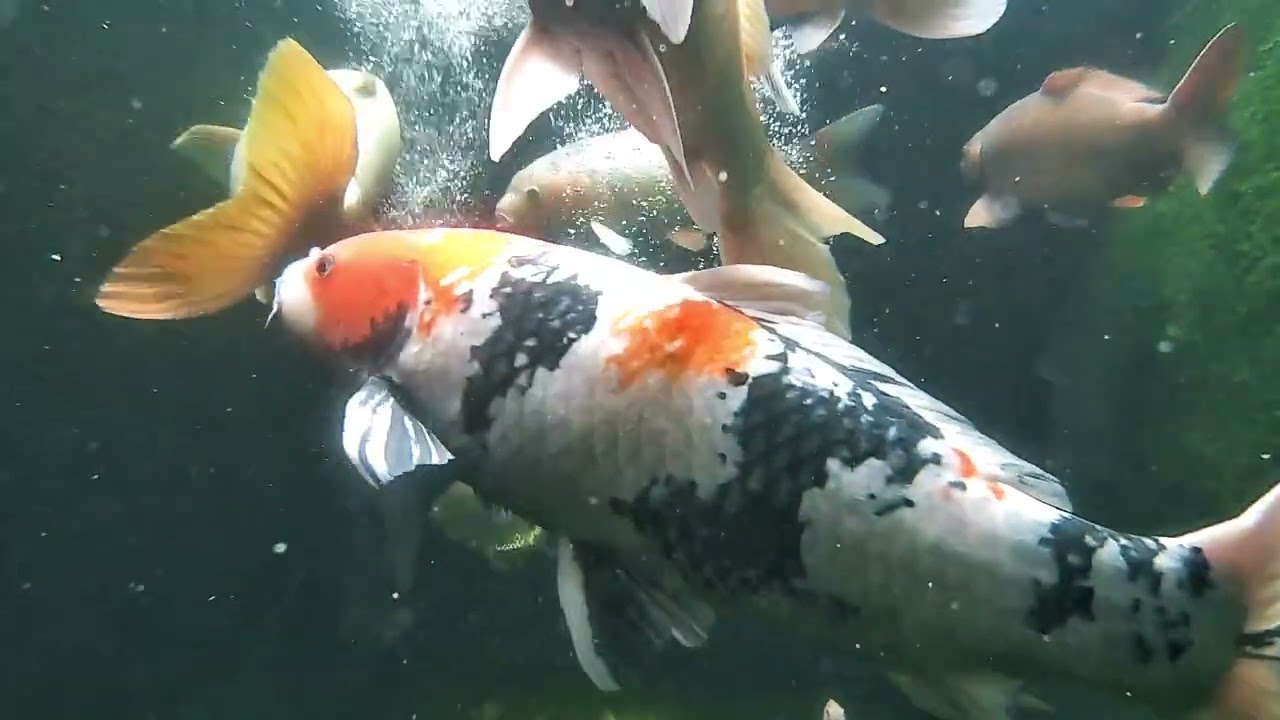 “Gerakan Elegan Ikan Koi yang Bikin Adem”