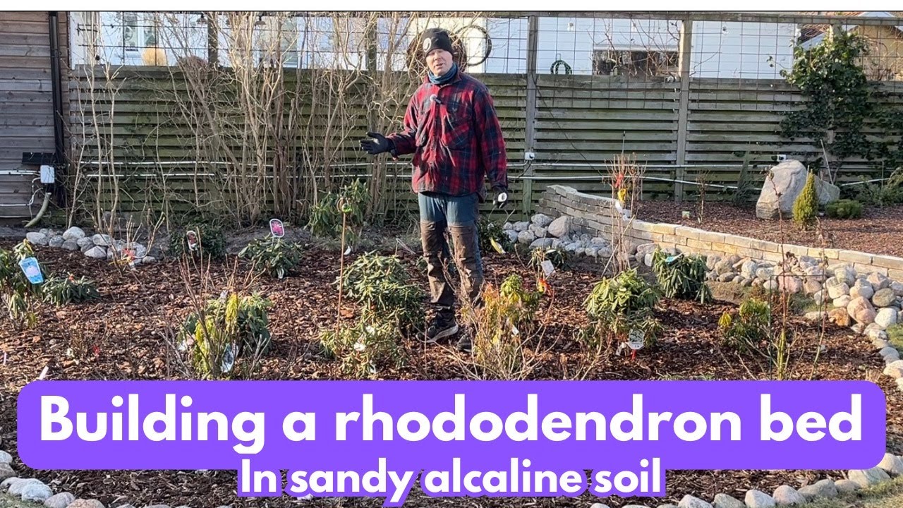 Creating a rhododendron bed