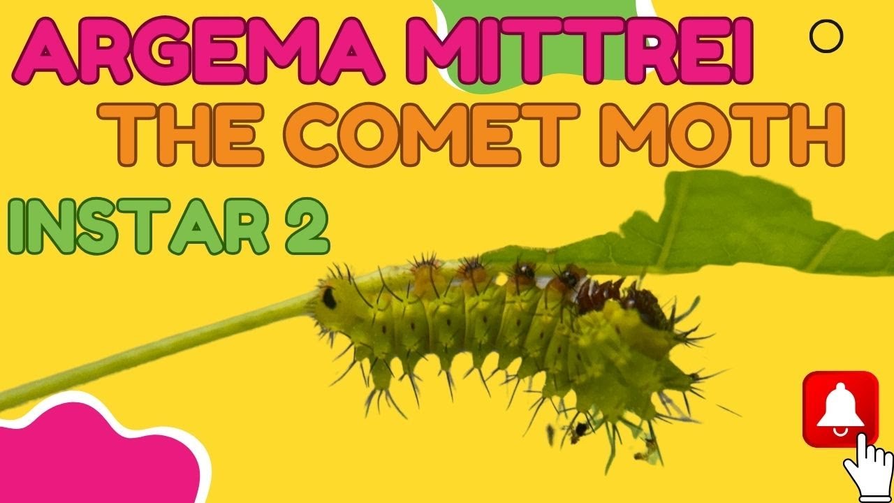 The Comet moth, Argema Mittrei instar 2