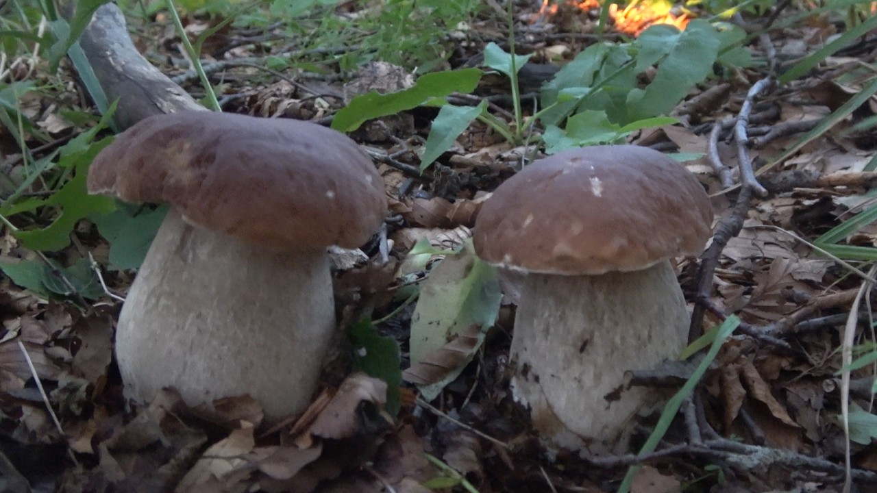 Bellissimi funghi porcini raccolti nel parco dei cento laghi - settembre 2024