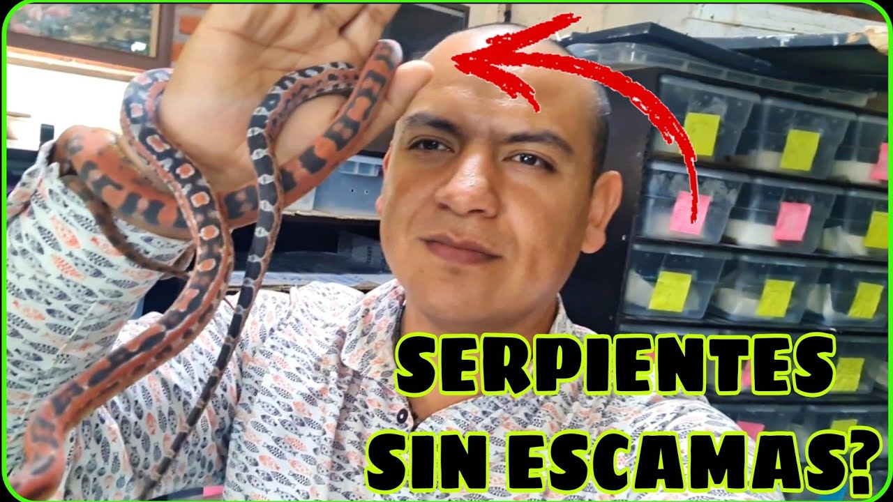 Serpientes sin escamas 😵  Mis reptiles más raros?