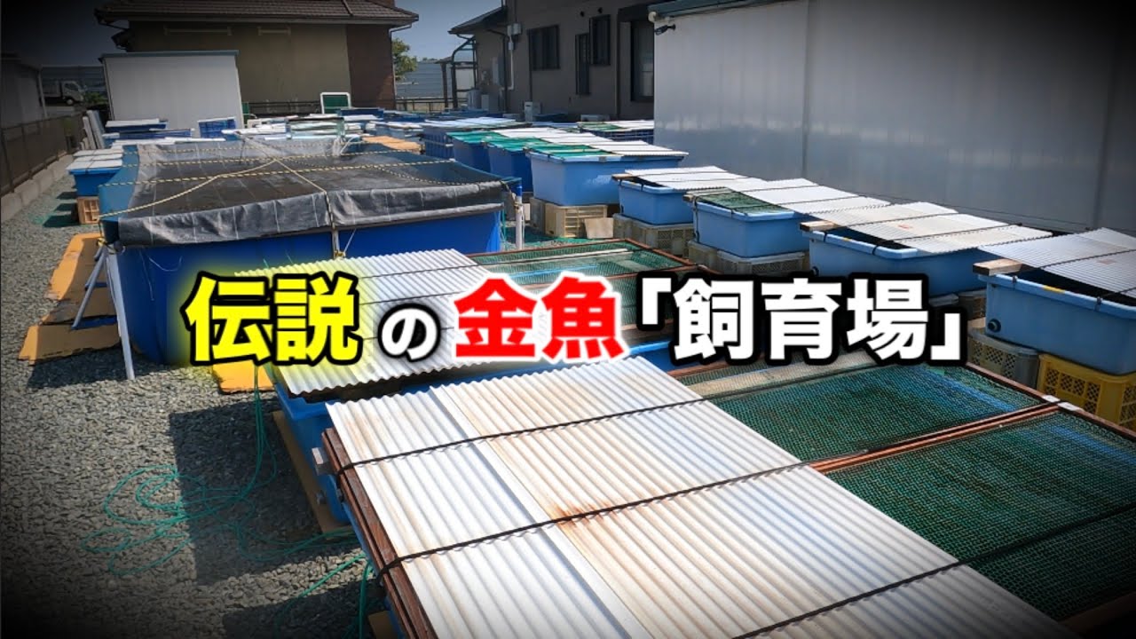 【野浪養魚場】金魚「愛好家」のレジェンド‼︎野浪さんの「飼育場」にYouTuberが初めて取材しました。900坪の敷地内に高級金魚が5,000匹以上！多種多様の圧倒的なクオリティの金魚が登場‼︎