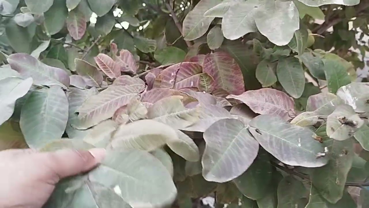 Beautiful house and view 😍💞 so sweet guava