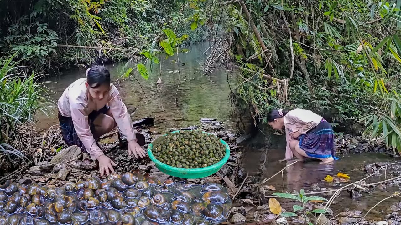 Massive Snail Harvest in the Rice Fields Followed by a Trip to the Countryside Market for Selling