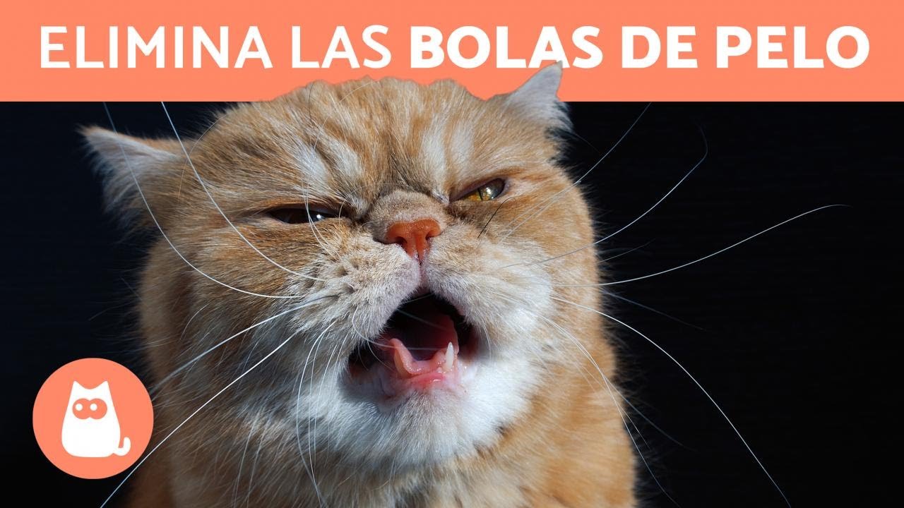 BOLAS DE PELO en GATOS - Síntomas y Cómo Eliminarlas