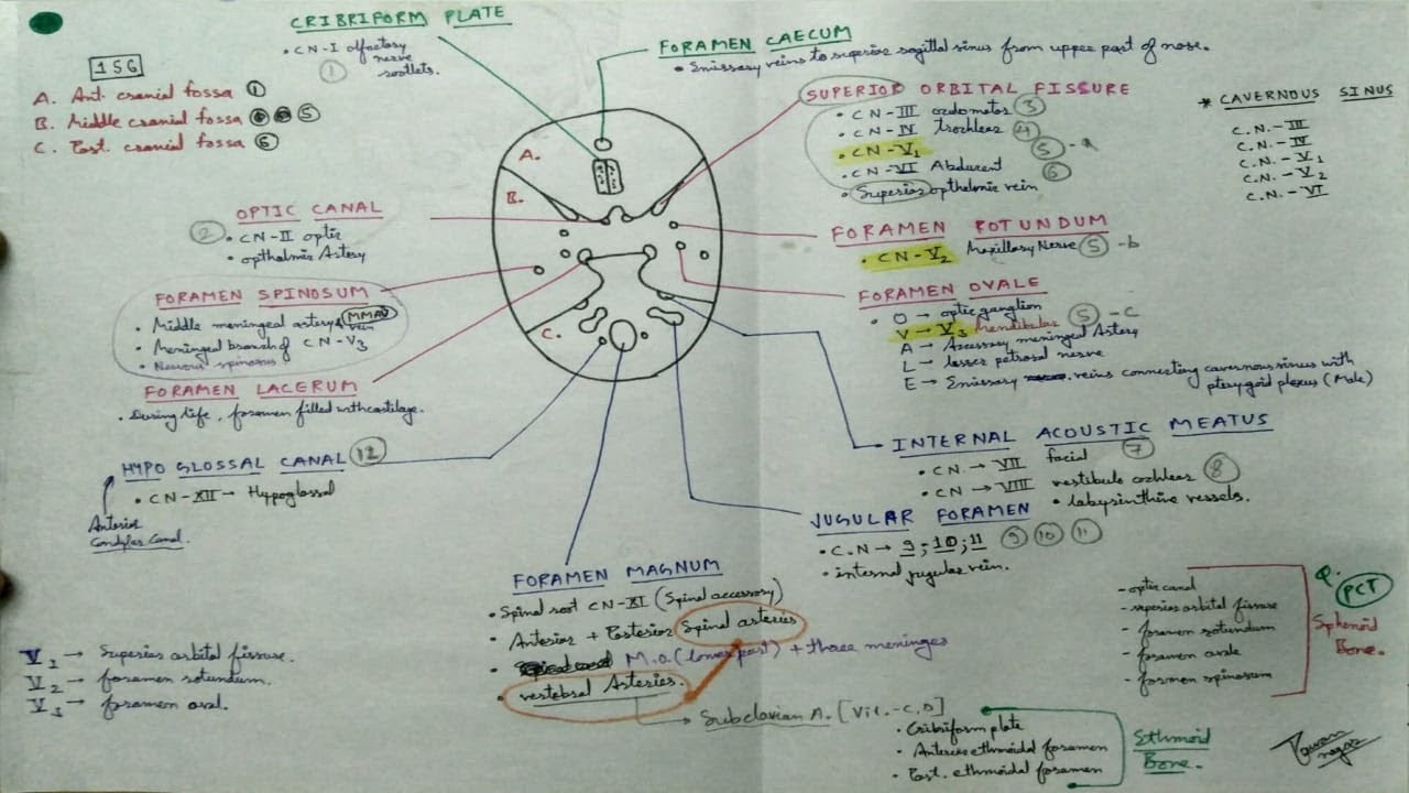 Skull Foramen- 1, Chart | TCML and ENMEDER