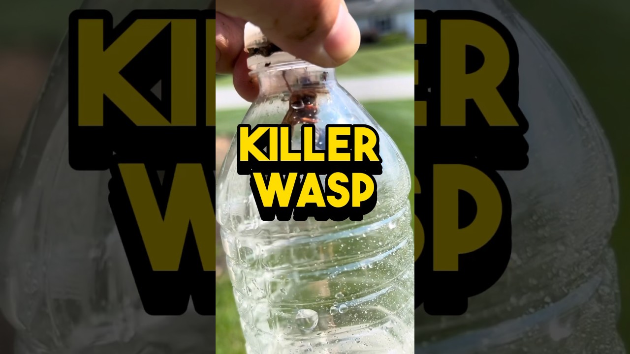 #не могу поверить, что получилось #цикада #убийца #тренд #удовлетворительно #доипосле #насекомые ...