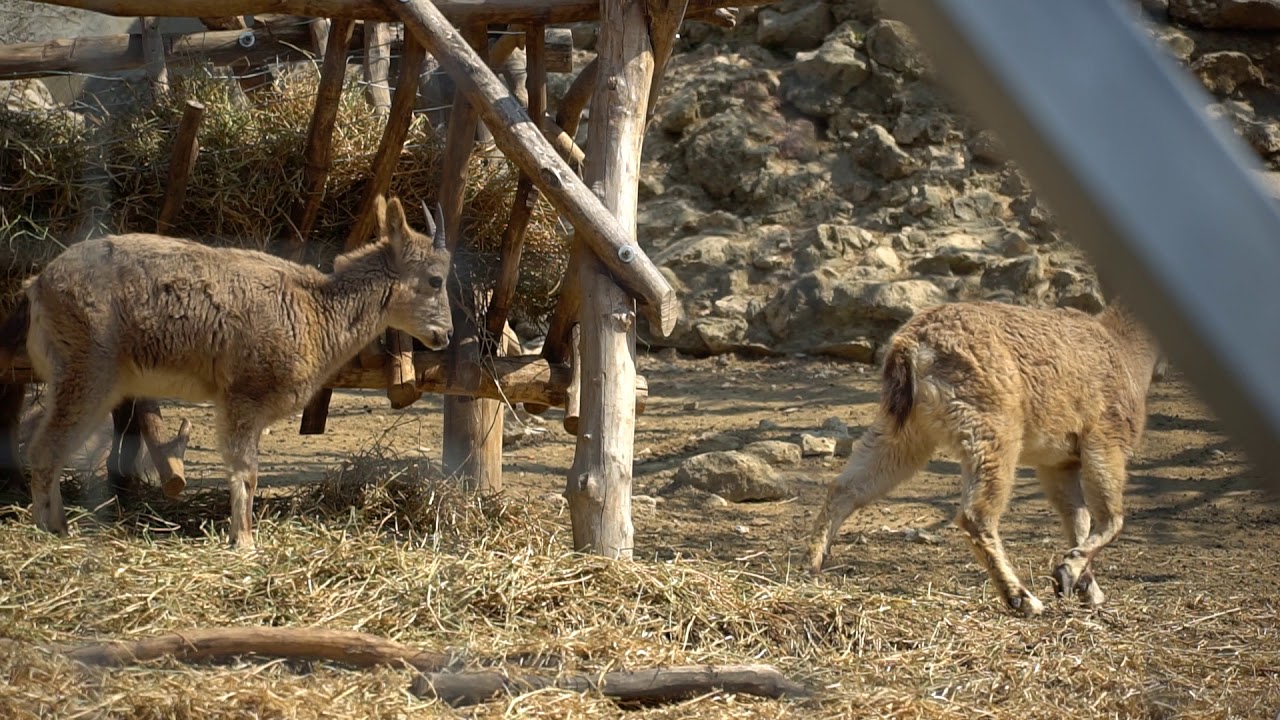 Video test sony a6300+sel 18-135 f3.5-5.6