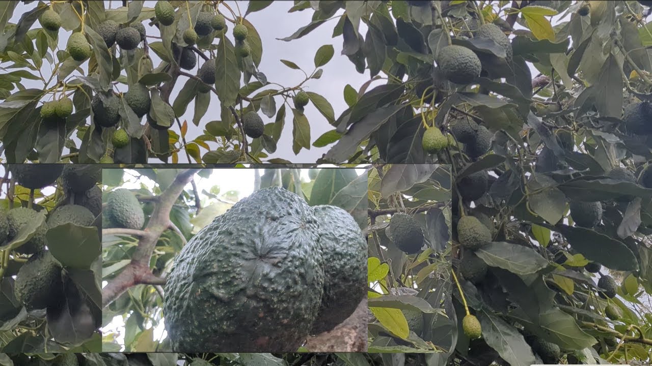 🥑 Ibanga Ryatumye Avoka Zanjye Ziba NINI CYANE! Warimenya Nawe? 🤔💚