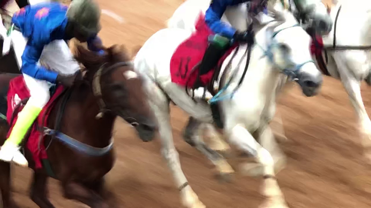 Courses du dimanche 04/08/19 a Bamako crack remporte par le cheval mansour 2 de Nioro