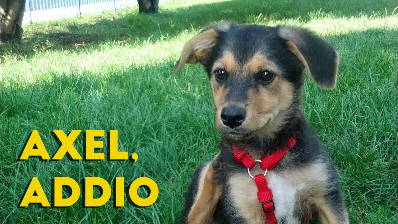 Questo era Axel