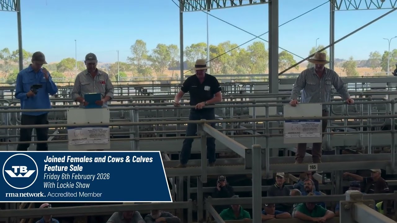 Joined Females and Cows & Calves Feature Sale 6/2/26