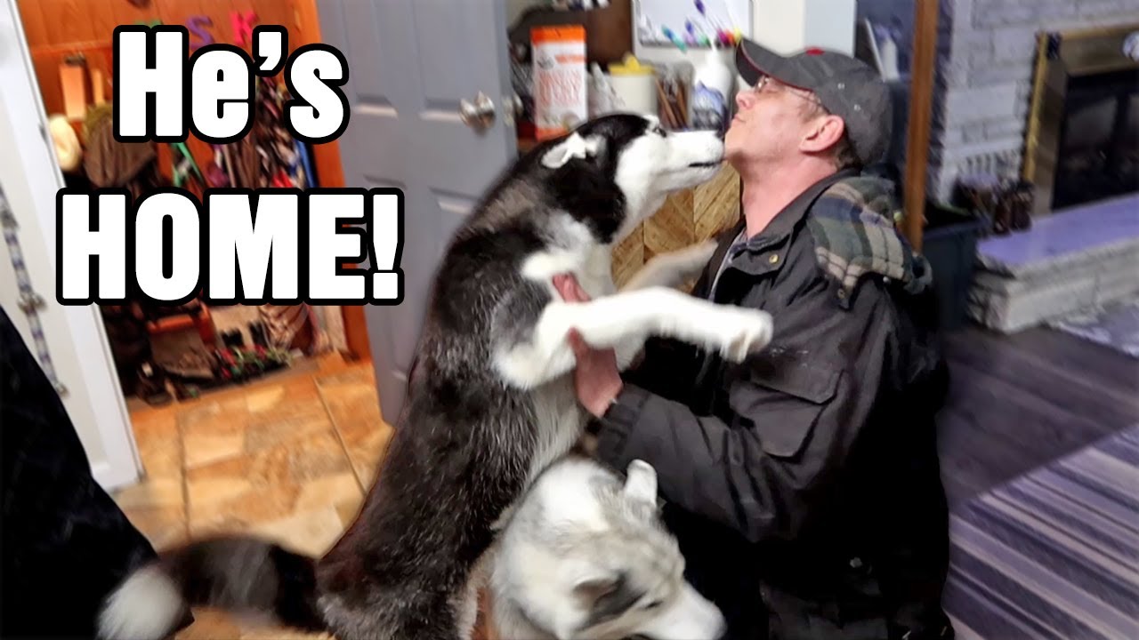 Huskies Excited that Dad Came Home!