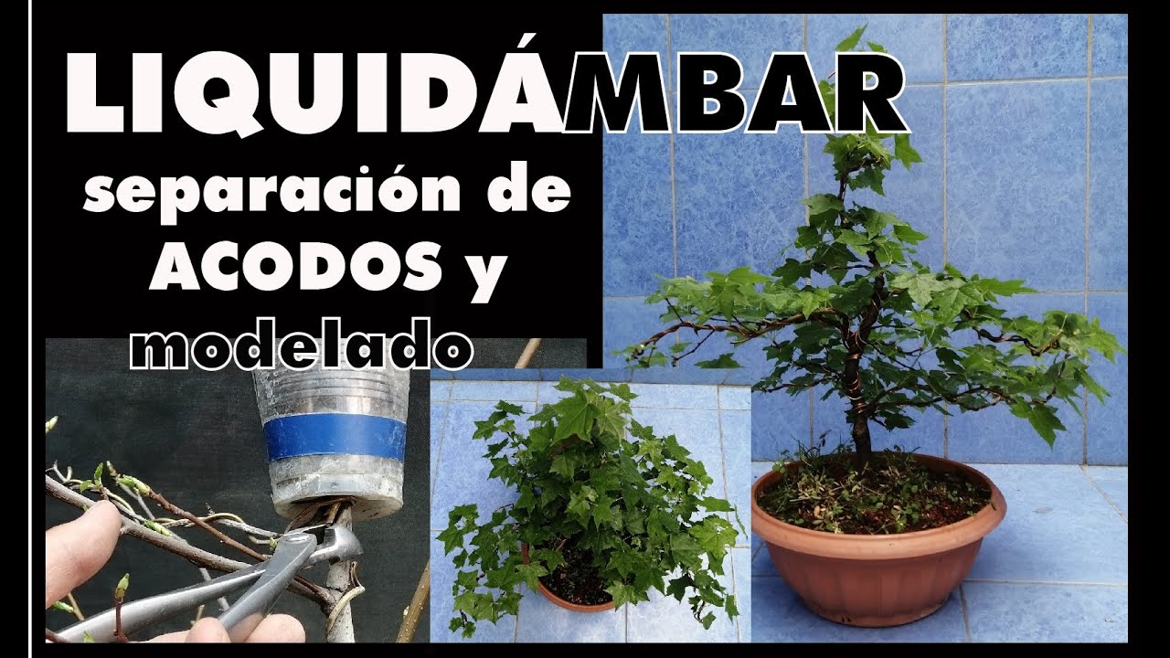 #liquidambarbonsai #acodoaereo #盆栽   LIQUIDÁMBAR SEPARACIÓN DE ACODOS Y MODELADO