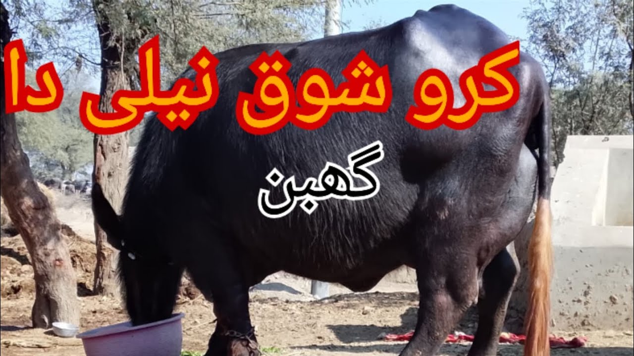 پیور نیلی بار کی گبن بیف لو فار سیل ان پاکستان 03057387051#