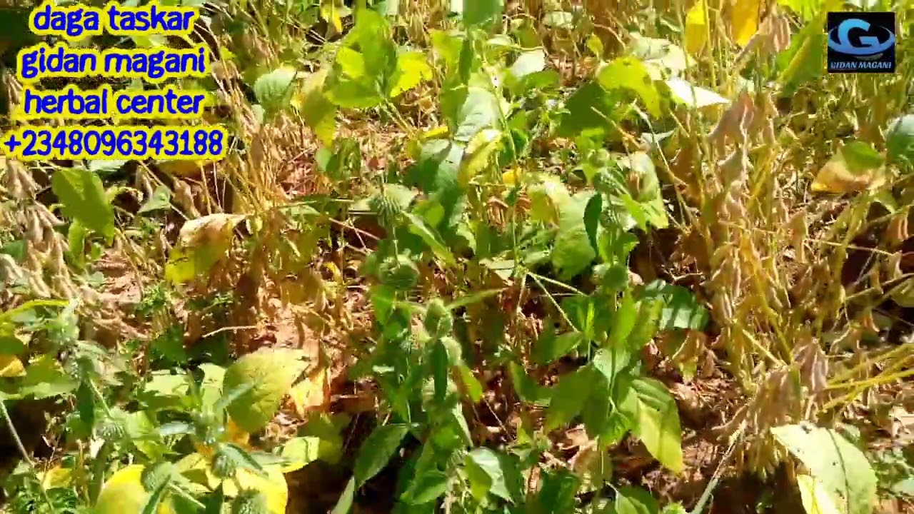 CIYAWAR KAN BARAWO da sabon bayaninta