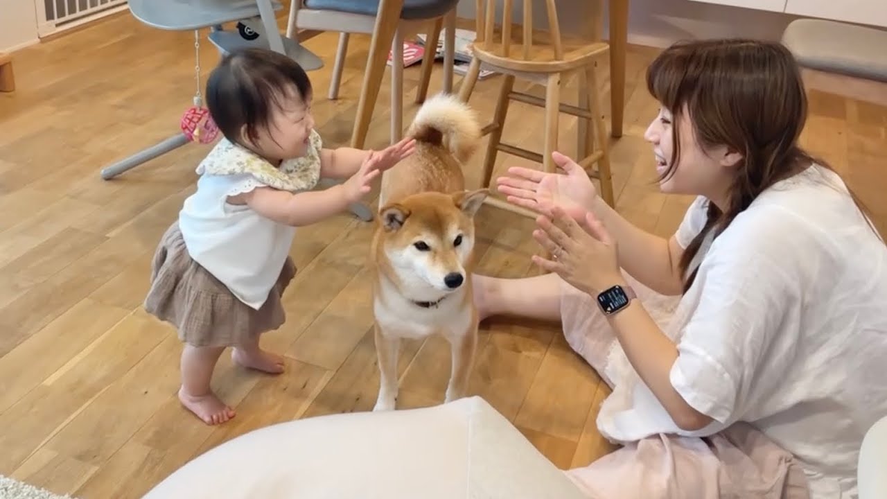 ついに歩いた！ニコニコ顔で歩く11ヶ月娘のそばで見守る柴犬兄さん