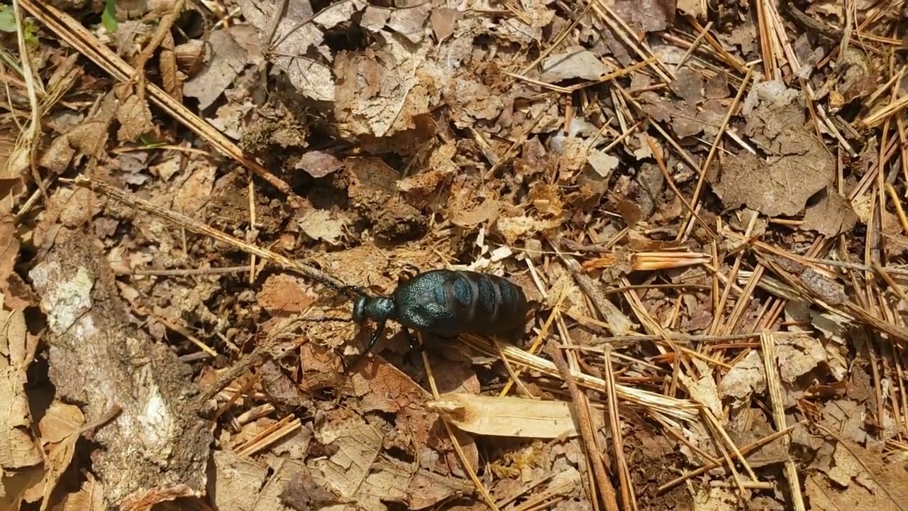 Black Oil Beetle Meloe proscarabaeus Amazing Beetle found on the Appalachian Trail
