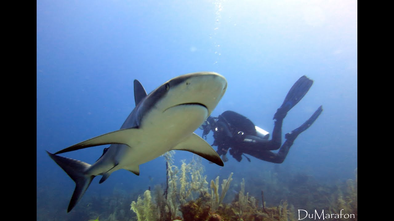 Shark Diving in Jardines de la Reina / Cuba - Mergulho com tubarões - 2013 - Canon S100
