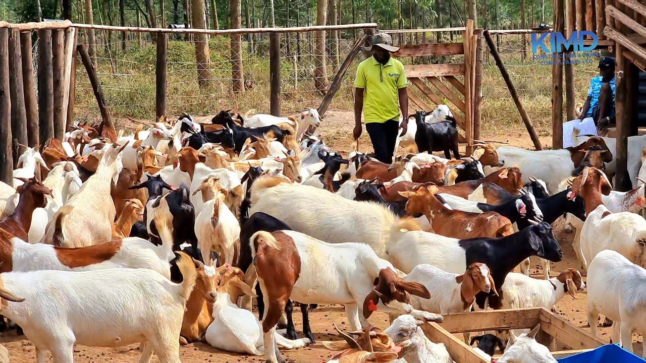 Why hygiene is a big factor in Goat rearing |2026