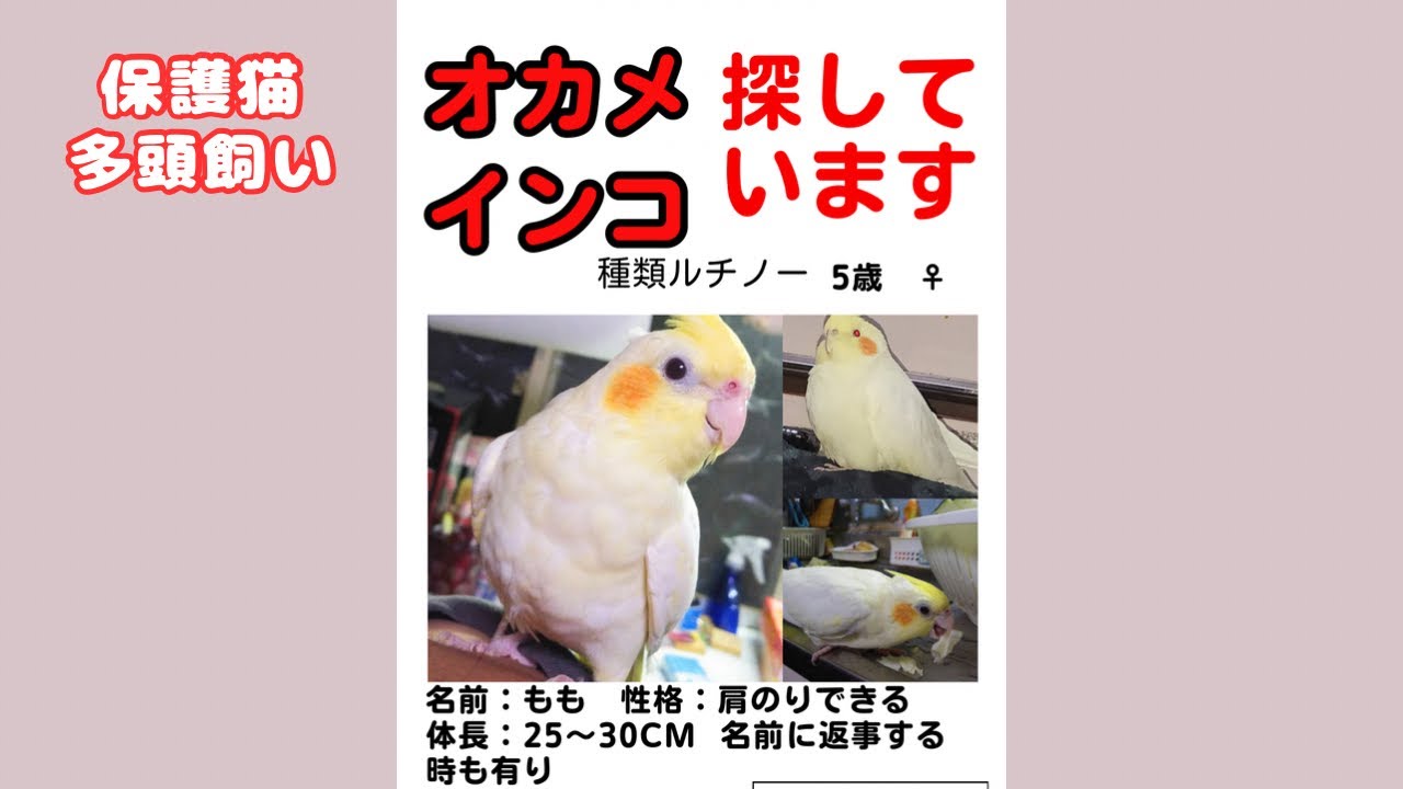 オカメインコ探してます。