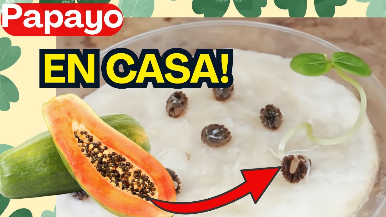 Germinación de papaya desde semilla | Método fácil y rápido (100% efectivo)